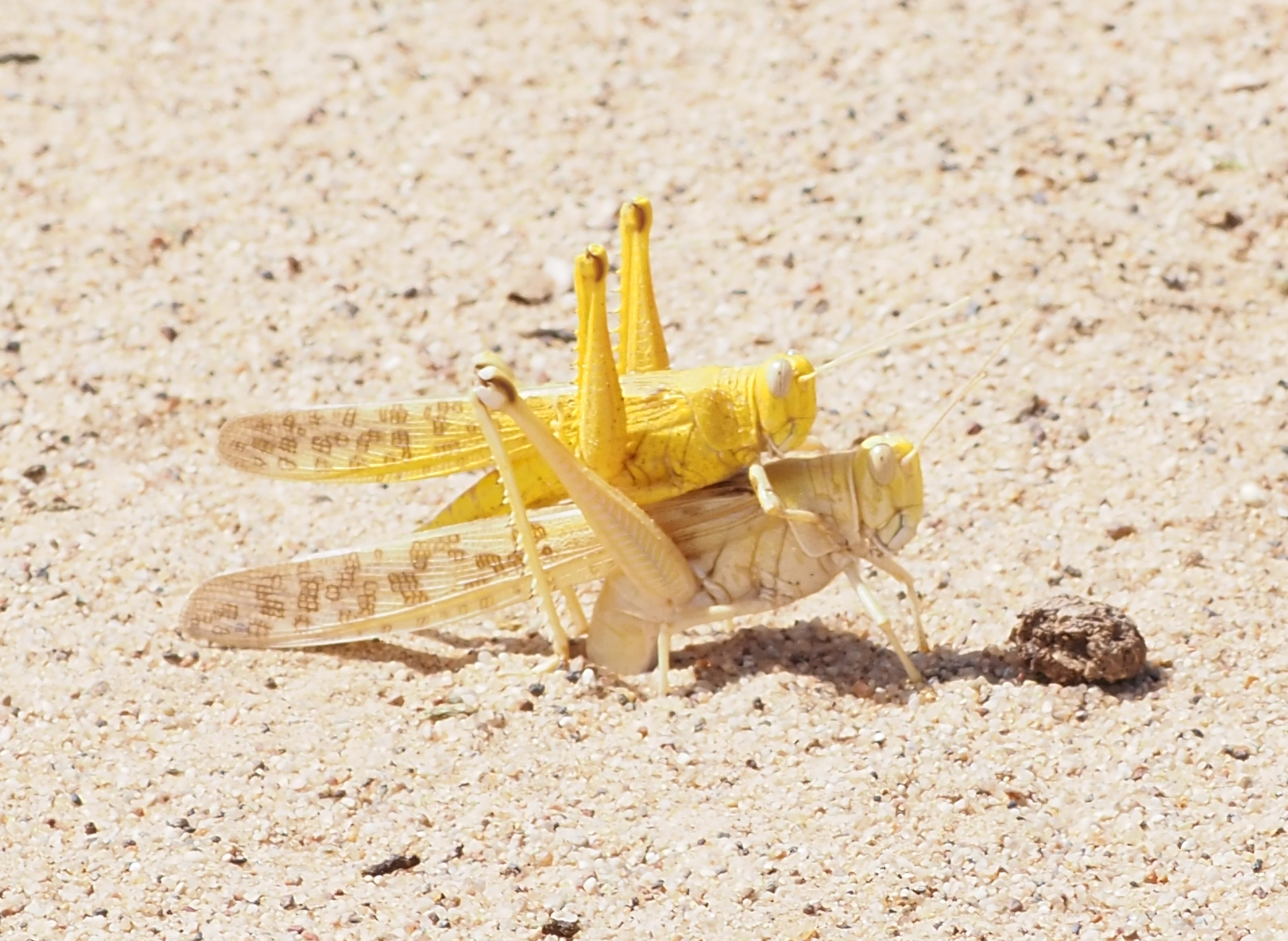 one male yellow desert locust sitting on top of a brown female desert locust