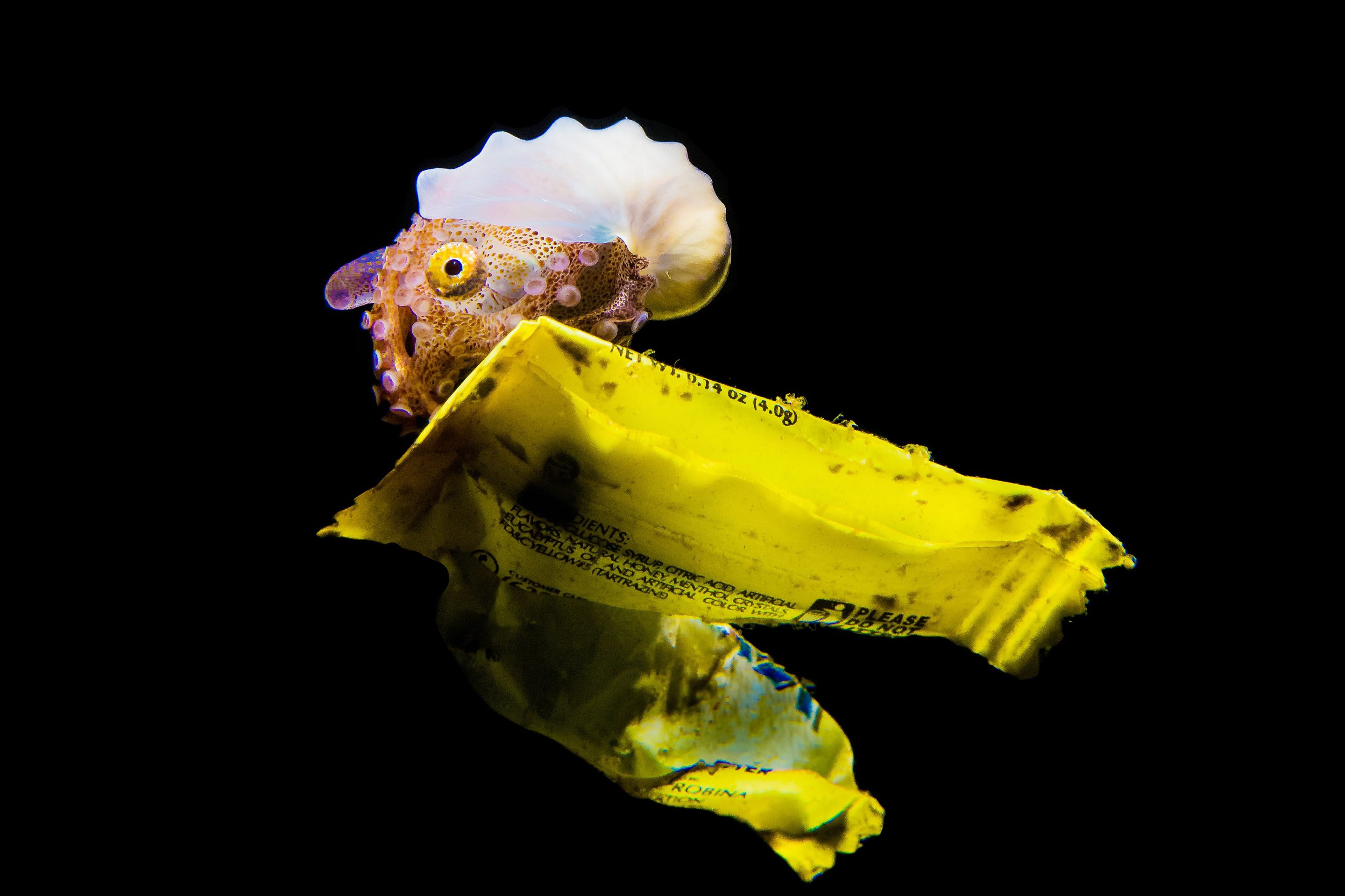 a small shelled cephalopod known as a paper nautilus or an argonaut drifting in the dark ocean on a little yellow piece of litter