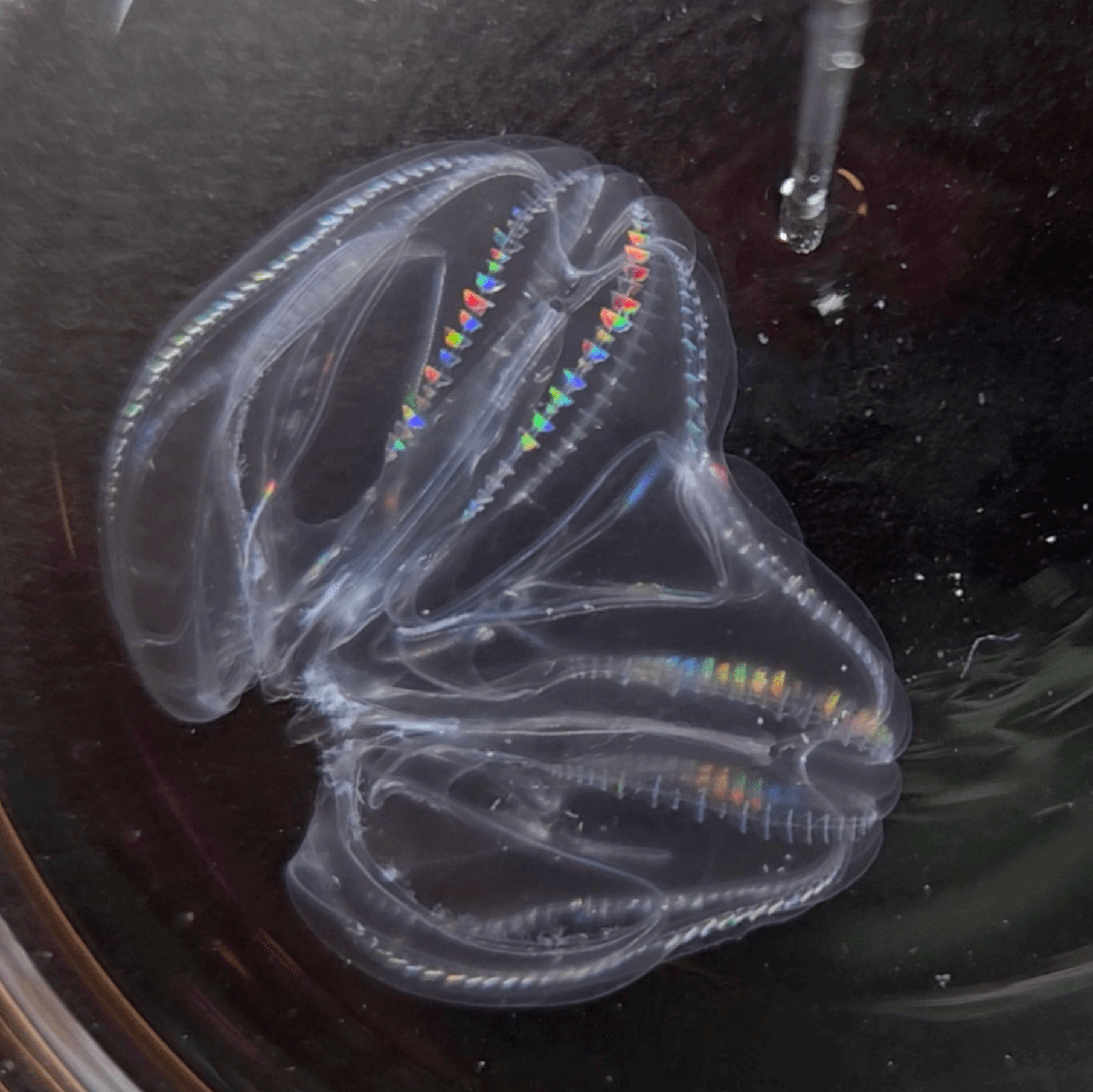 A gelatinous organism called a ctenophore with two rear ends