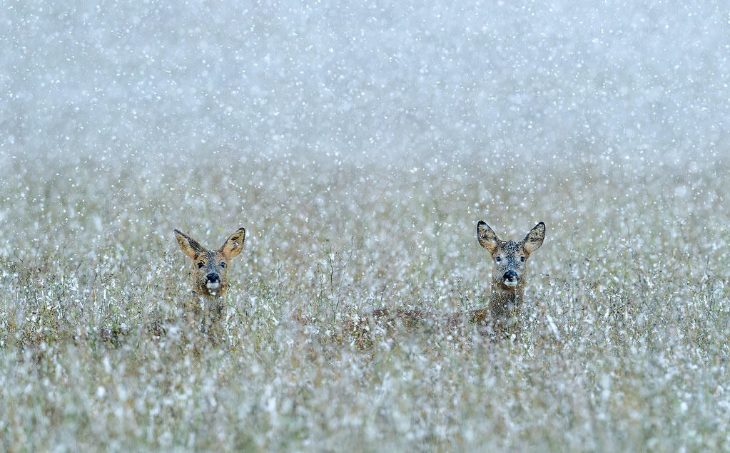 Roe Deers in the blizzard  -  Chevreuils dans le blizzard ( Explored )