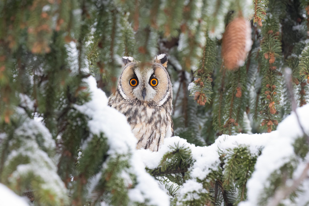 long-eared owl