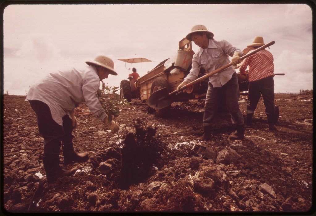 10,000 acres of the island of Hawaii is devoted to growing macadamia nuts, and production is increasing, November 1973