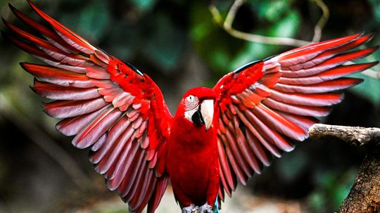 Yes, Macaws Can Talk (and Say Bad Words!)