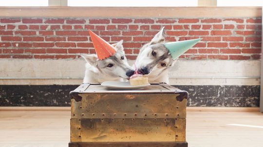 Dogs Happy to Share Food With Friends