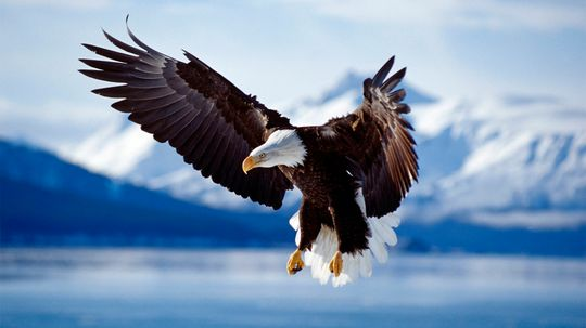 Bald Eagle Size, Diet and History as a National Icon