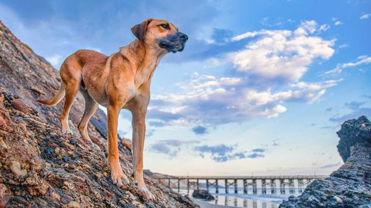 The Black Mouth Cur: The Sensitive but Strong Hunting Dog