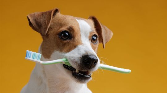 Do You Really Need to Brush Your Dog's Teeth?