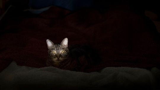 You're Grounded: Cats May Soon Have Curfews in Iceland