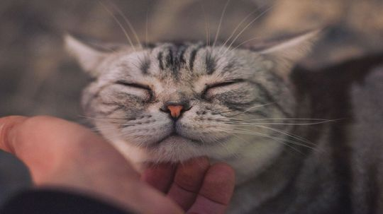 Why Do Cats Purr? Happiness Isn't the Only Reason