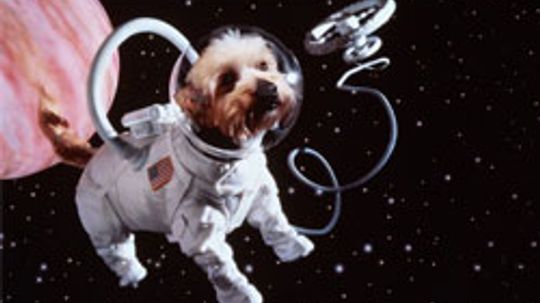 Why Are There Dozens of Dead Animals Floating in Space?