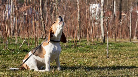 Why Do Dogs Howl?