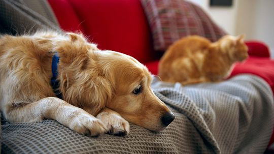 Why Do Dogs (and Cats) Shed So Much?