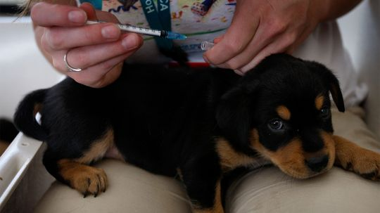 Too Many Shots? Inside the Dog Vaccination Controversy