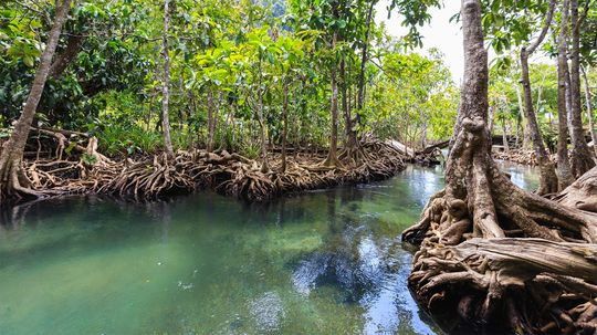 Every Single Living Thing Is Part of an Ecosystem. Here's How They Work