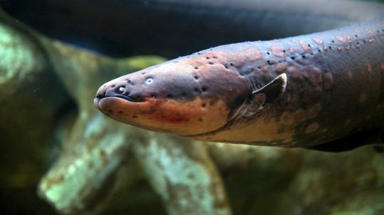 Can an Electric Eel Kill You?