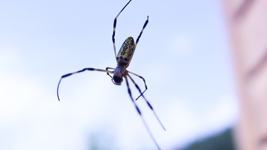 Flying Spiders Glide Into New Territories