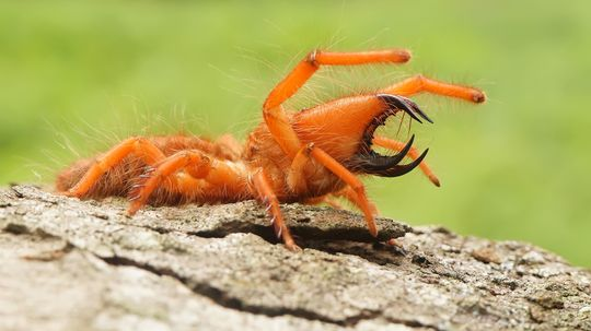 The Sun Spider Is an Arachnid but Not an Actual Spider