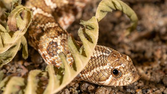 The Hognose Snake Plays Dead in Dramatic Fashion