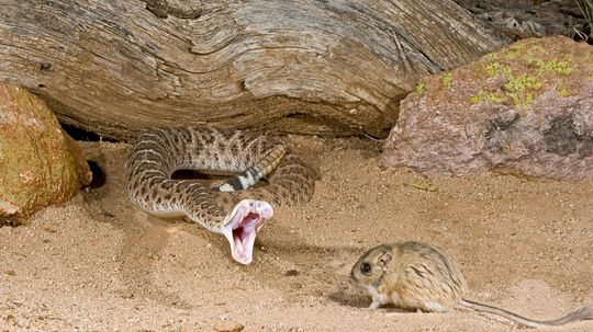 A Pit Viper Snake Can 'See' You, Even in the Dark