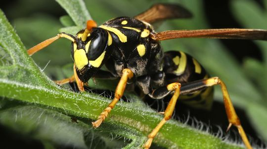 The Most Dangerous Wasp and 9 Other Stingers to Avoid