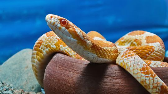 Why the Corn Snake Is the Perfect Pet For Reptile Enthusiasts