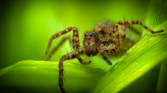 6 House Spider Species Hiding in the Corners of Your Home