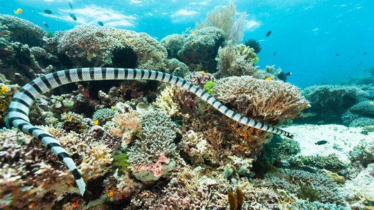 The Sea Snake Can Be More Venomous Than Rattlesnakes