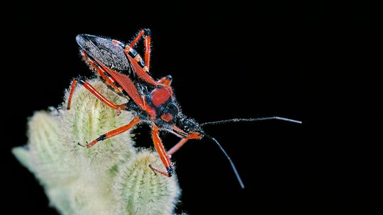 The Assassin Bug Liquefies Its Victims' Organs Before Feasting