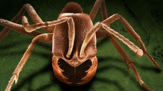 The Most Dangerous Insect (and 13 Others to Avoid)