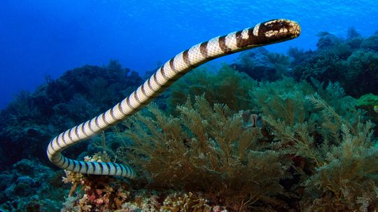 Meet Palaeophis Colossaeus, the Largest Sea Snake of All Time