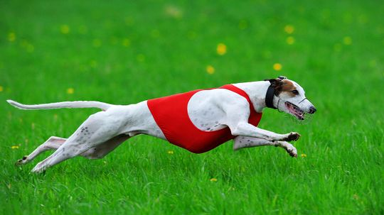 Do you need to take a pet greyhound on runs?