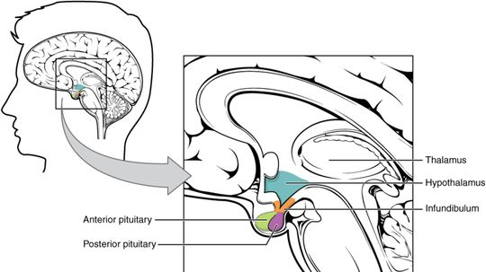 Feeling Hungry? Tired? Moody? Thank Your Hypothalamus