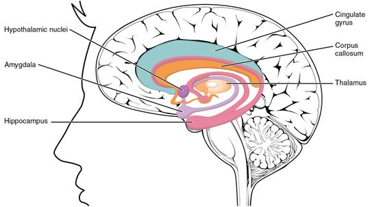 Without a Hippocampus, Your Long-term Memory Is History