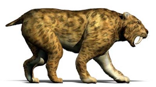 How Saber-tooth Cats Worked