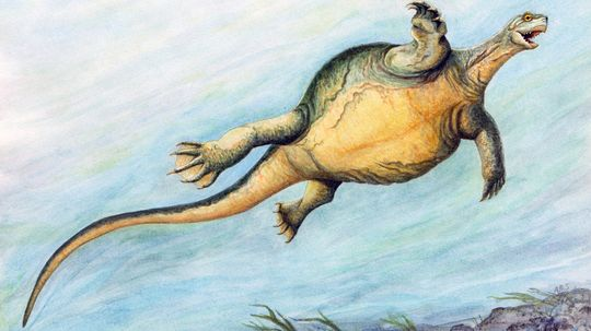 Prehistoric Turtle Had a Toothless Beak But No Shell