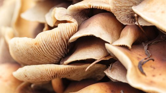 Groovy News: Shrooms Help Reset Depressed Brain