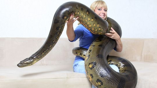 Biggest Snakes in the World by Length and by Weight