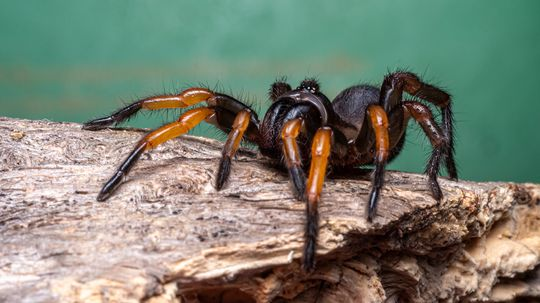 The Trapdoor Spider Builds Silk-lined Burrow Traps