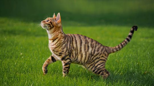 Meet the Toyger: A 'Toy Tiger' Hybrid Pet