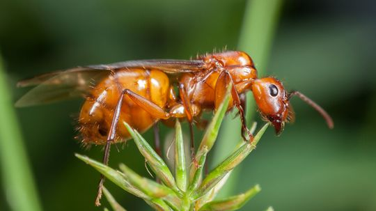 Flying Ants Aren't a Separate Species, But a Life Stage