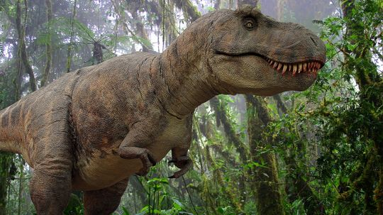 Tyrannosaurus Rex Was the Tyrant Lizard King