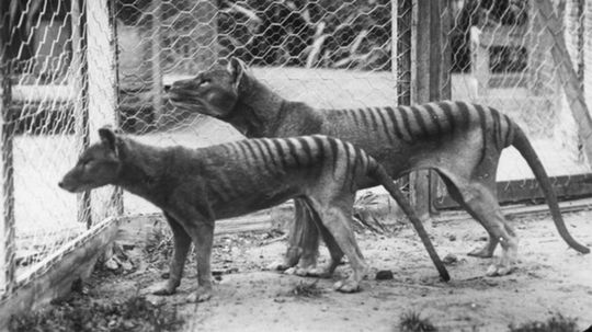 Once Thought Extinct, the Tasmanian Tiger May Still Be Prowling the Planet