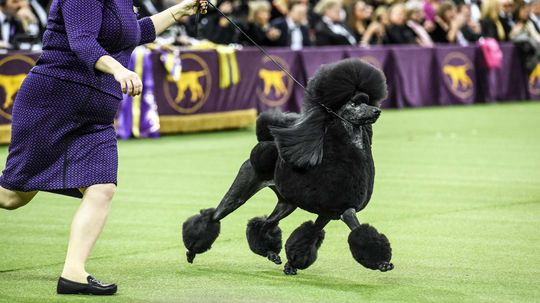 Westminster Dog Show Celebrates 145 Years, But 2021 Will Be Different