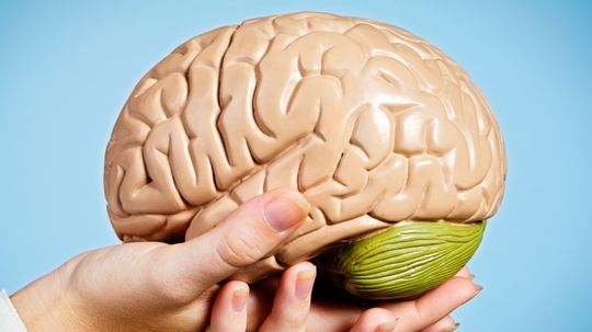 5 Things You Didn't Know About Donating Your Brain to Science