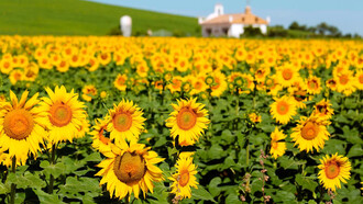 Girasóis em campo, Cádiz, Espanha