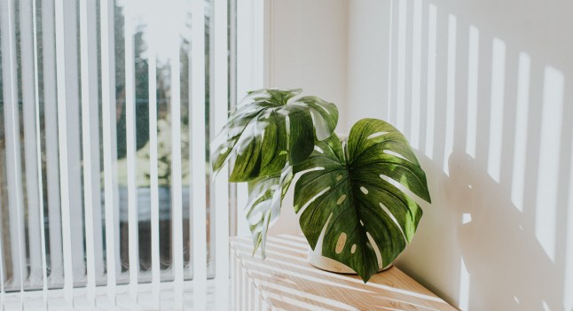 Monstera Deliciosa Plant