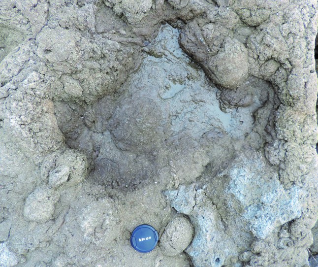 Handout photo dated 13/09/17 issued by the University of Portsmouth showing a large ornithopod footprint, some of the last dinosaurs on UK soil, found close to the white cliffs of Dover. Issue date: Friday June 18, 2021. PA Photo. See PA story SCIENCE Footprints. Photo credit should read: University of Portsmouth/PA Wire NOTE TO EDITORS: This handout photo may only be used in for editorial reporting purposes for the contemporaneous illustration of events, things or the people in the image or facts mentioned in the caption. Reuse of the picture may require further permission from the copyright holder.