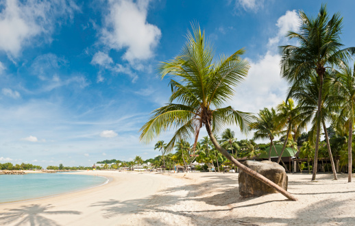 Palm tree beach resort Sentosa Island Singapore