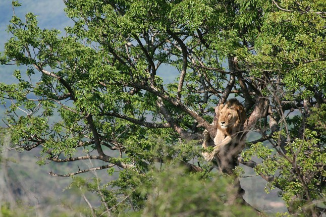 South Africa : Lion