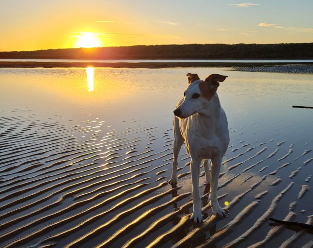 Christian Lewis' dog on a beach